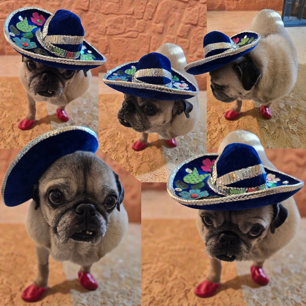 π Host Pick π Mexican Blue and Silver Small Dog Mini Sombrero - Picture 2 of 16
